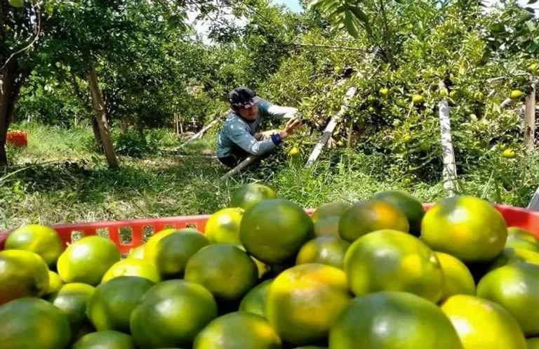 Bisnis Perkebunan Jeruk Kikit: Prospek Pasar