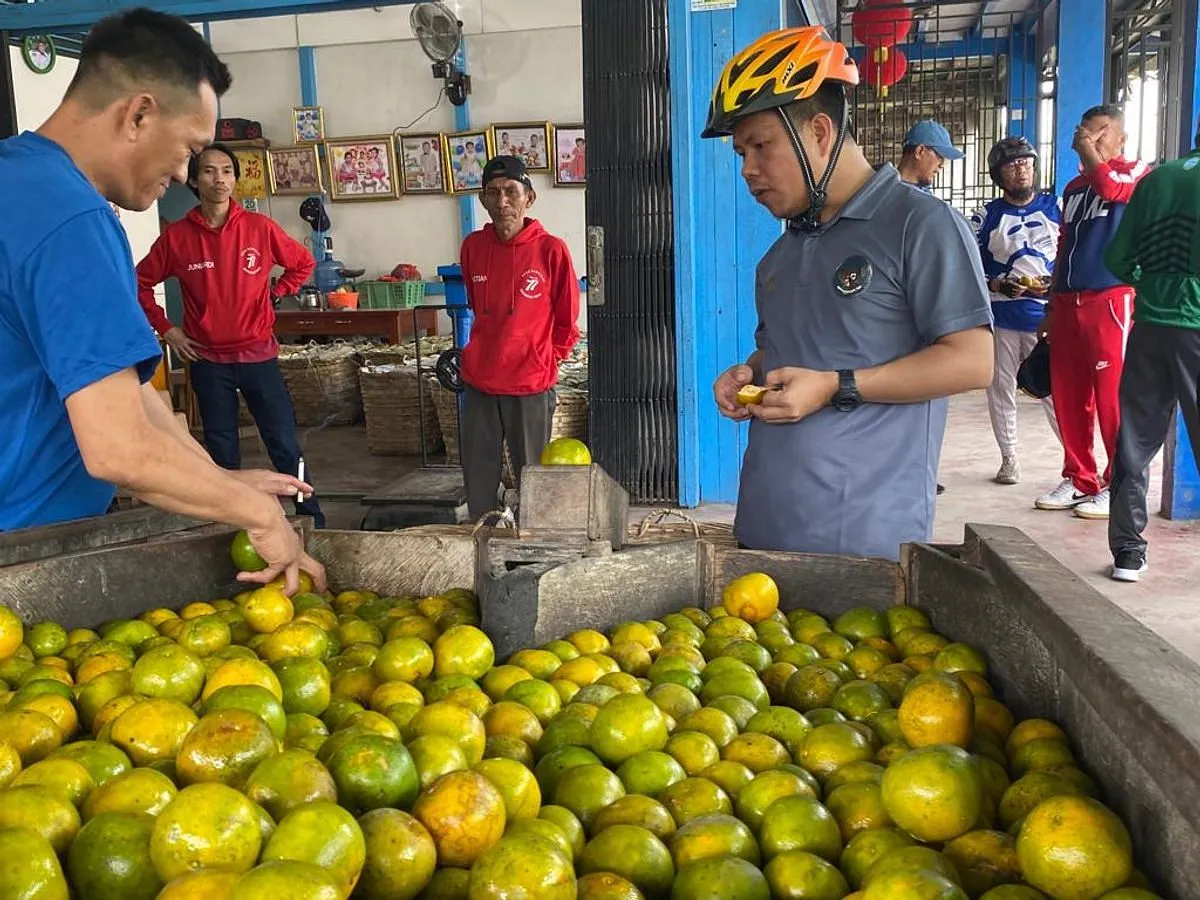 Bisnis Perkebunan Jeruk Pontianak: Mengoptimalkan Produksi dan Pasar