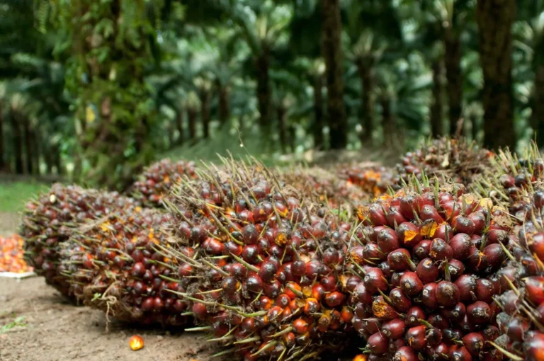 Bisnis Perkebunan Kelapa Sawit: Tantangan
