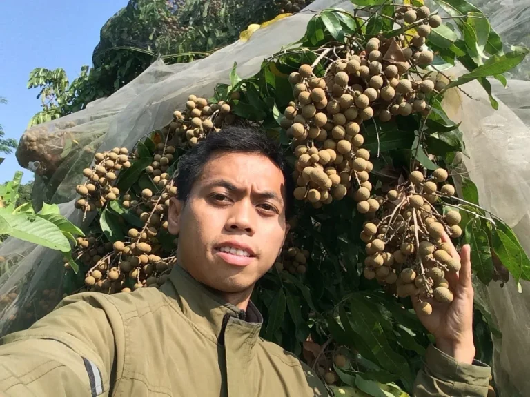 Bisnis Perkebunan Kelengkeng: Peluang Pasar