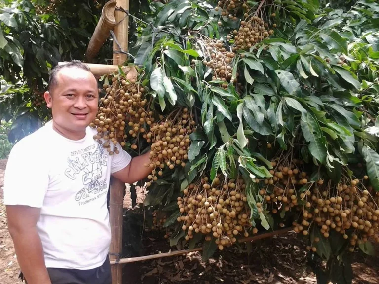 Bisnis Perkebunan Kelengkeng: Peluang Pasar