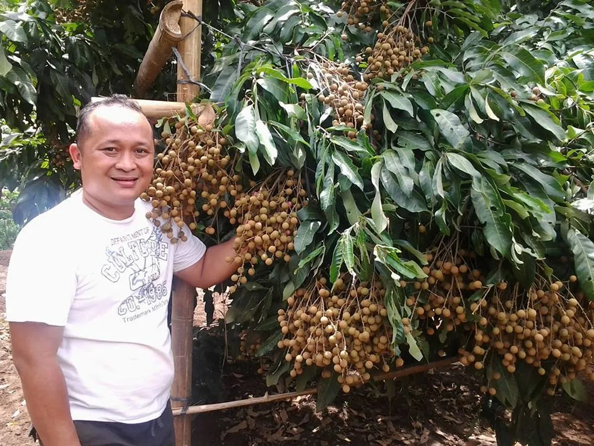 Bisnis Perkebunan Kelengkeng: Peluang Pasar
