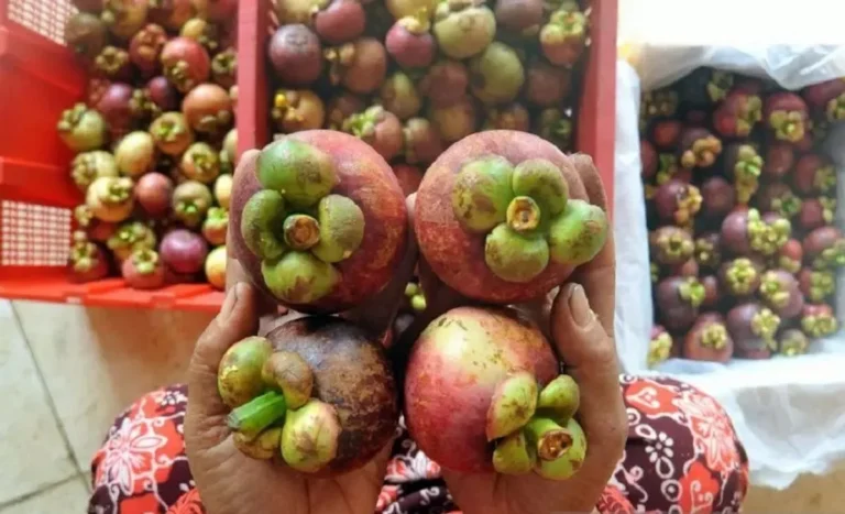 Bisnis Perkebunan Manggis: Tantangan Pasar