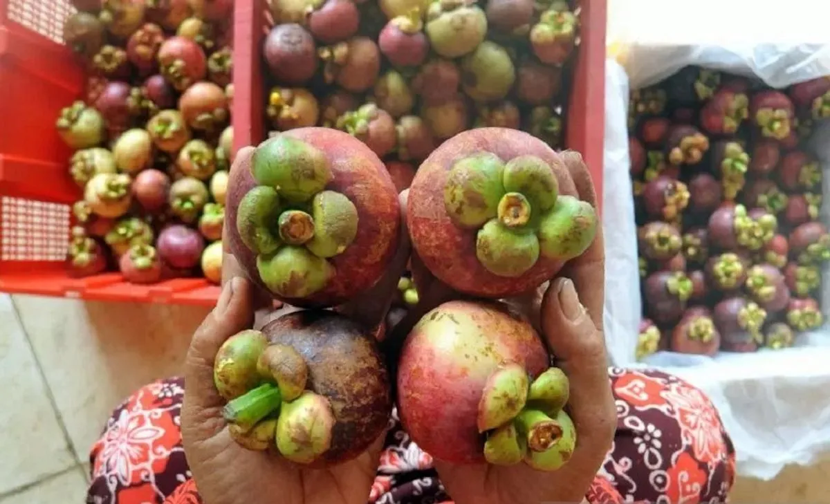 Bisnis Perkebunan Manggis: Tantangan Pasar