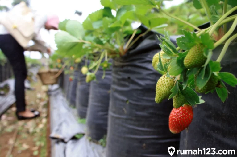 Bisnis Perkebunan Stroberi: Peluang Menarik