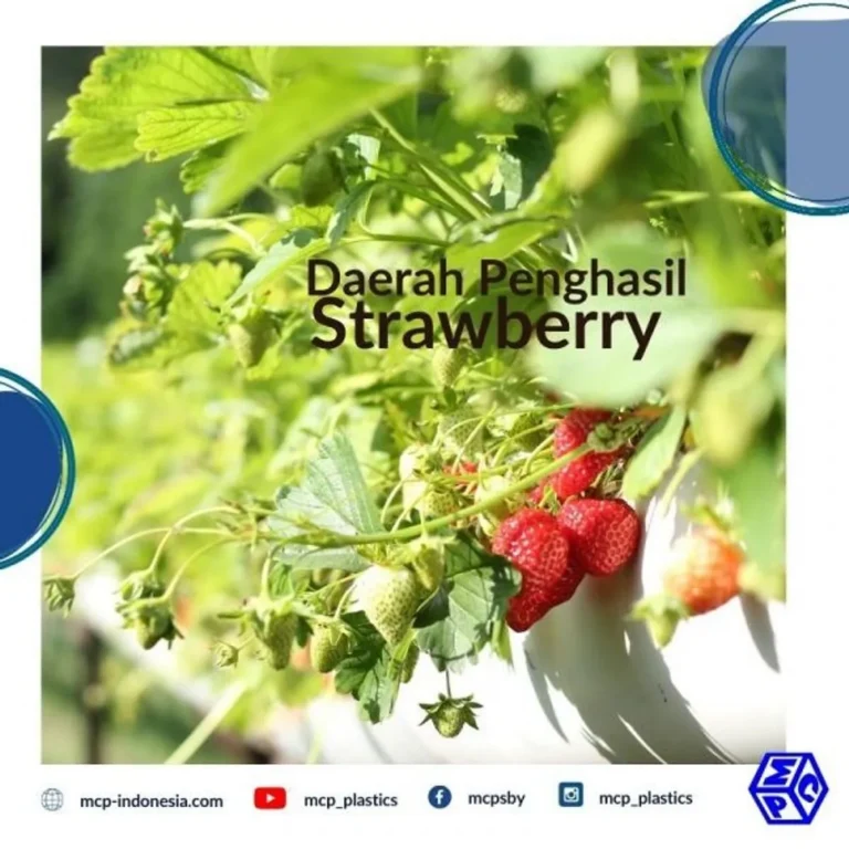 Bisnis Perkebunan Stroberi: Peluang Menarik