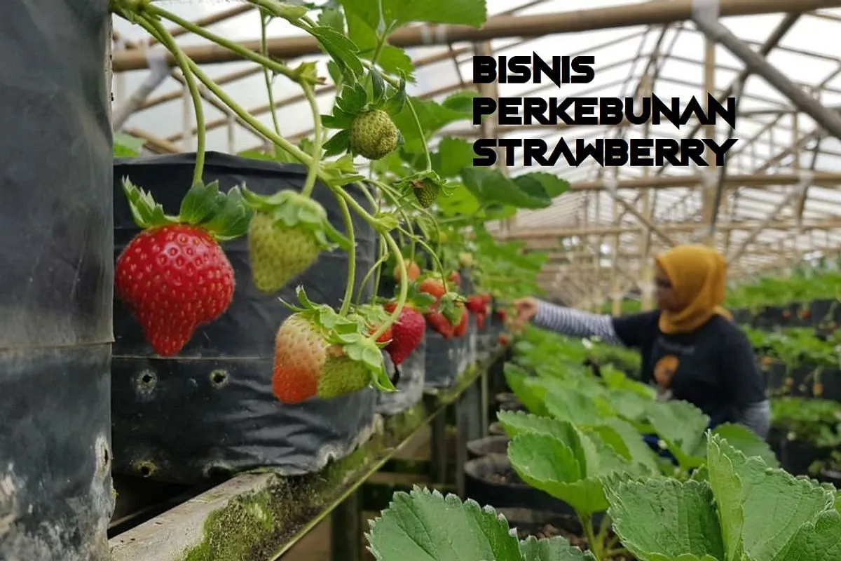 Bisnis Perkebunan Stroberi: Peluang Menarik