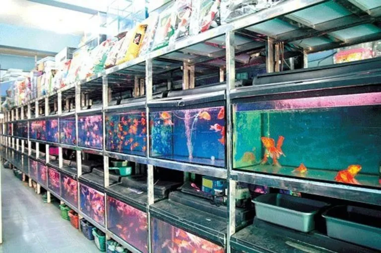 Bisnis Peternakan Ikan Hias: Peluang Pasar