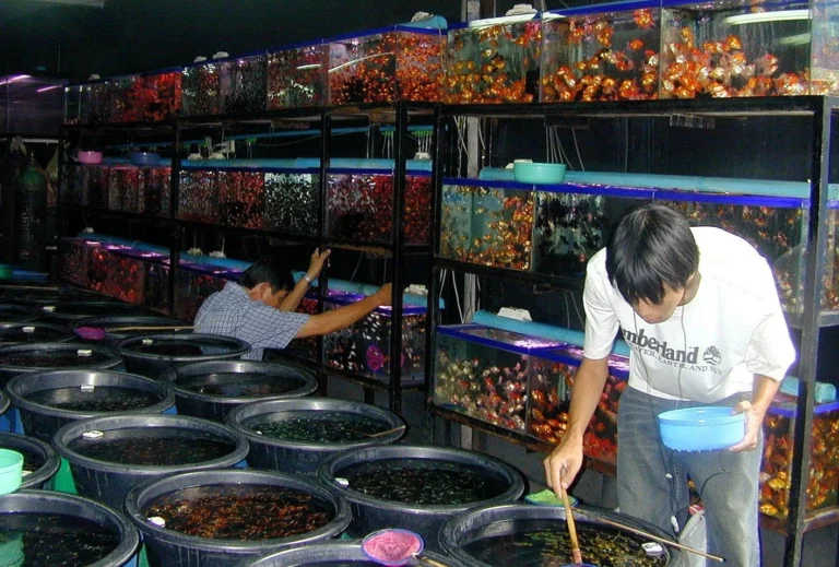 Bisnis Peternakan Ikan Hias: Peluang Pasar