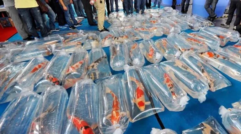 Bisnis Peternakan Ikan Hias: Peluang Pasar