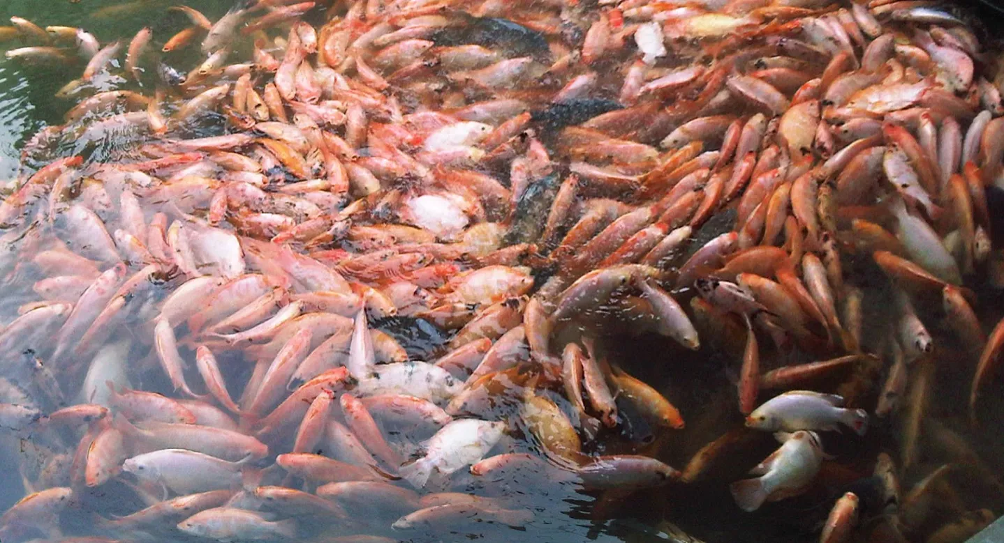 Bisnis Peternakan Ikan Nila Merah