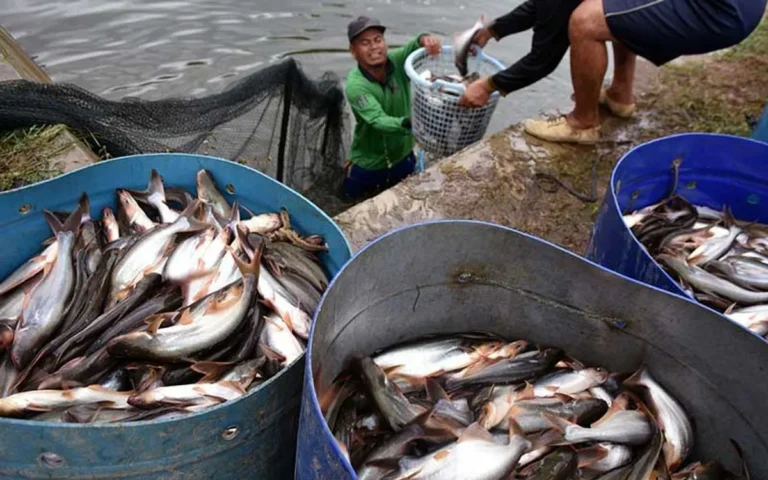 Bisnis Peternakan Ikan Patin