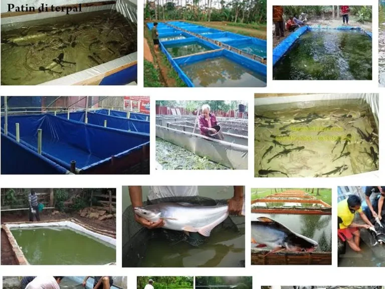 Bisnis Peternakan Ikan Patin di Kolam Terpal
