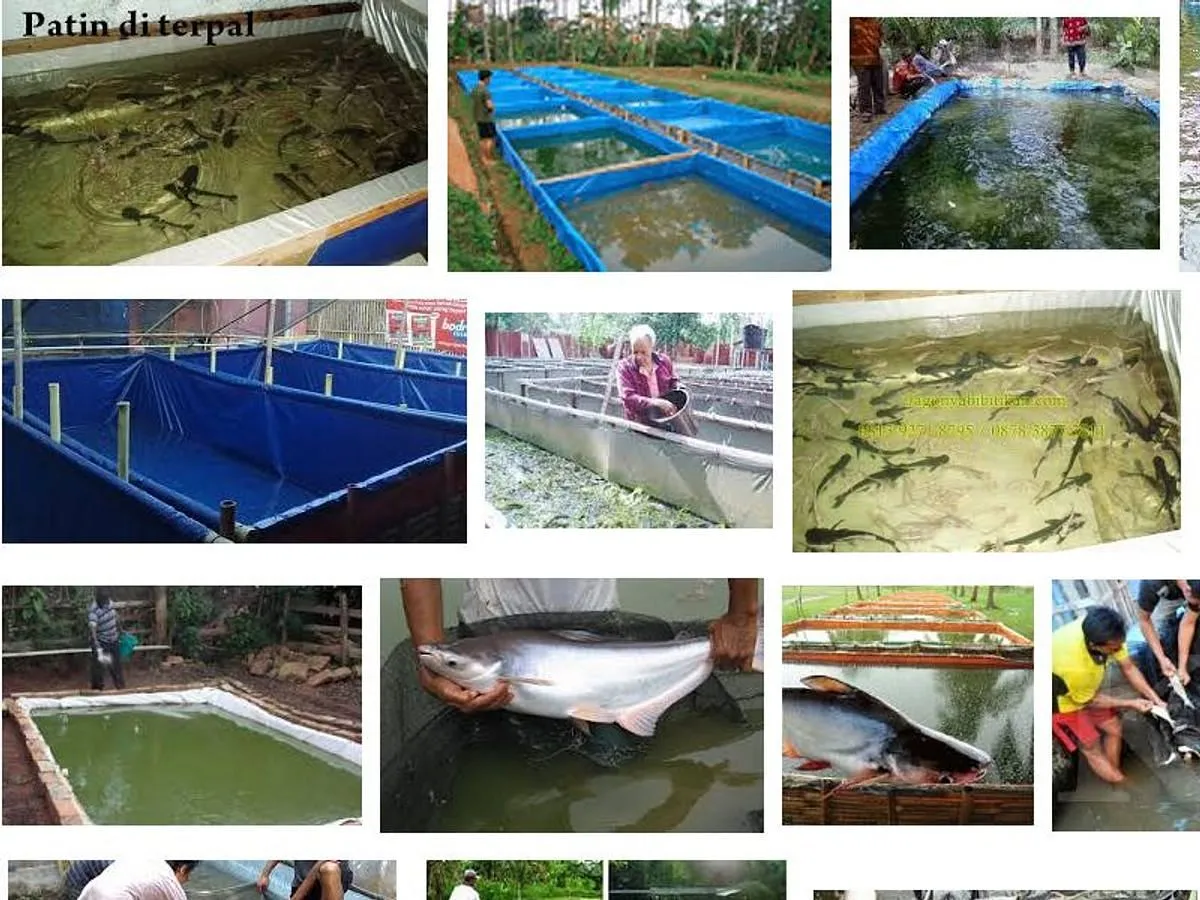 Bisnis Peternakan Ikan Patin di Kolam Terpal
