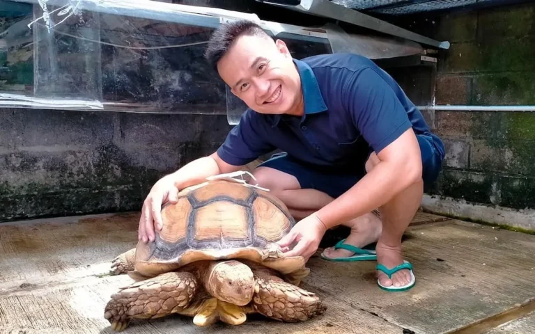 Bisnis Peternakan Kura-Kura: Potensi Besar