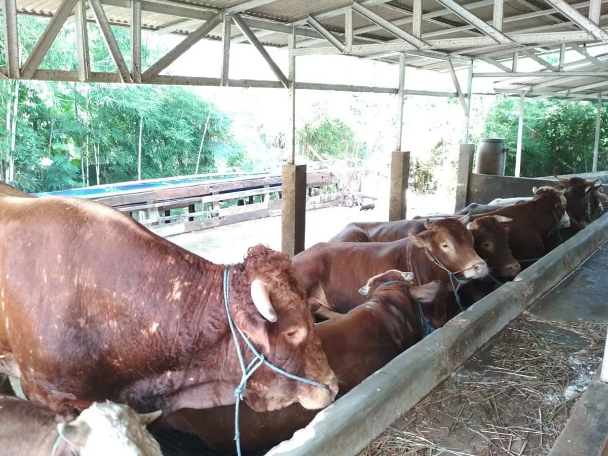 Bisnis Peternakan Sapi Limousin: Peluang dan Tantangan