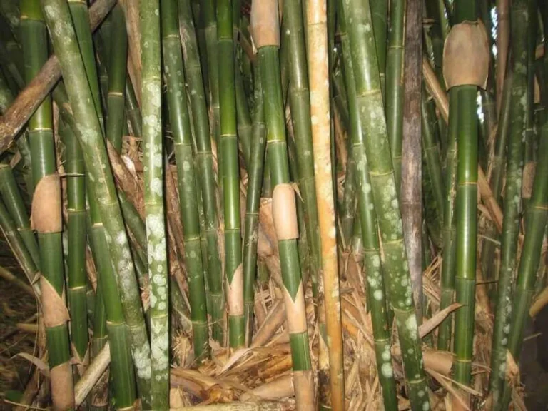 Budidaya Bambu yang Efisien