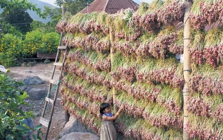 Budidaya Bawang Merah yang Efektif