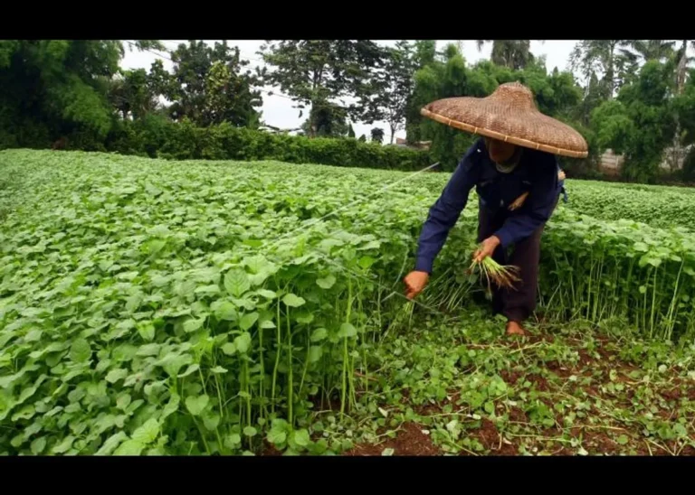 Budidaya Bayam di Lahan Terbatas