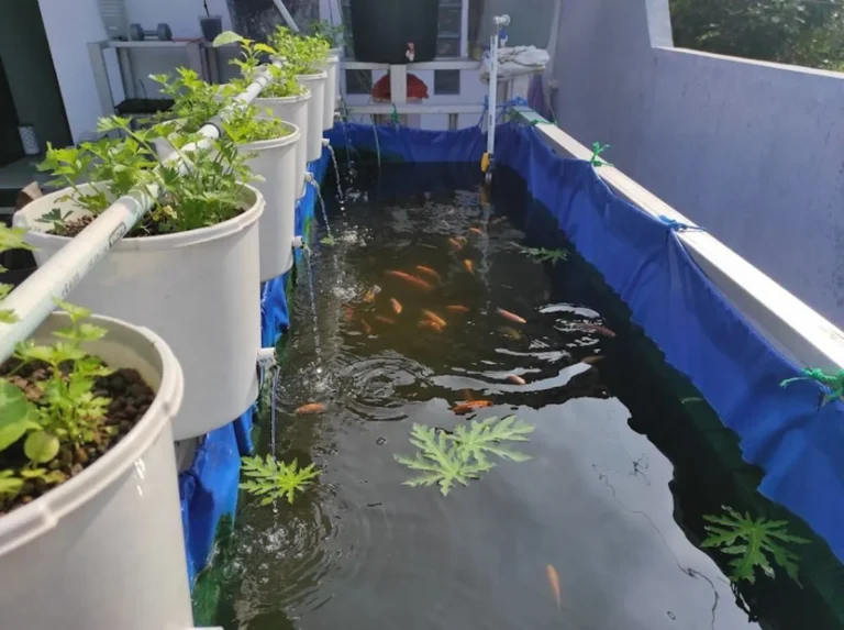 Budidaya Ikan dalam Sistem Aquaponik