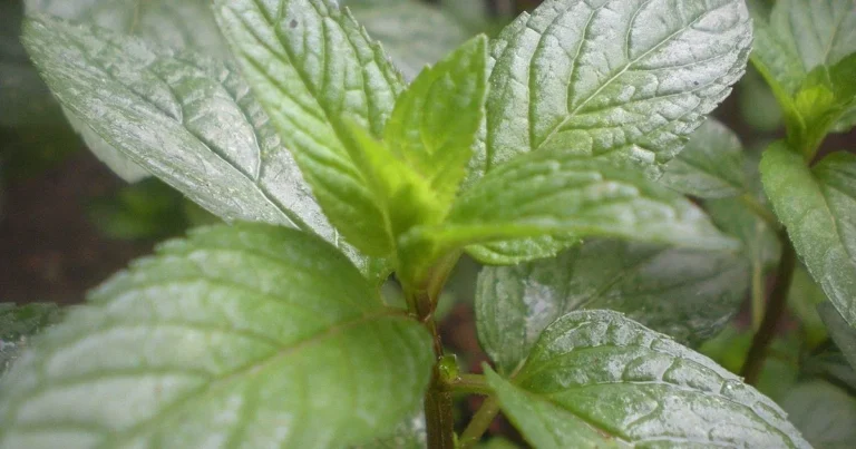 Budidaya Tanaman Aromatik: Lavender, Mint, dll.