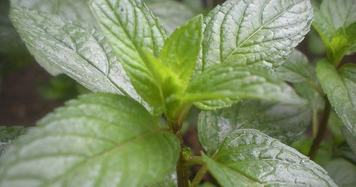 Budidaya Tanaman Aromatik: Lavender, Mint, dll.