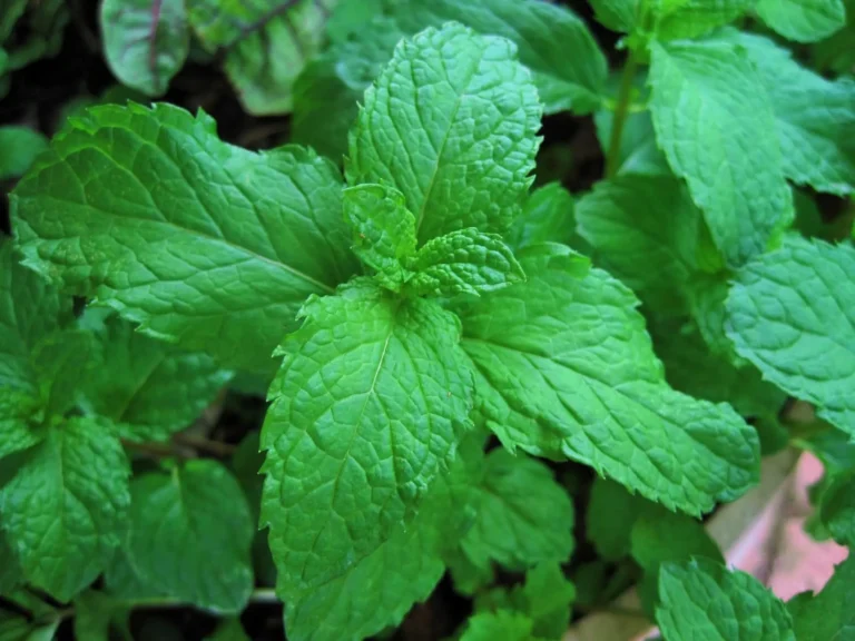 Budidaya Tanaman Aromatik: Lavender, Mint, dll.