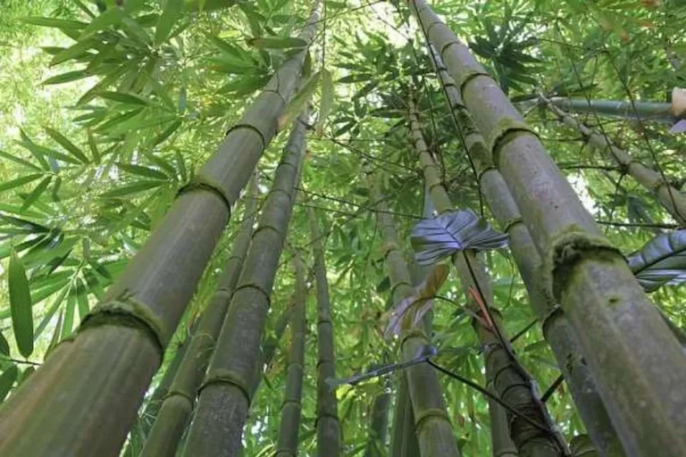 Budidaya Tanaman Bambu: Peluang Bisnis