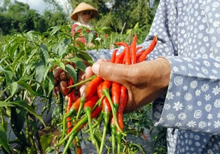 Budidaya Tanaman Cabai Merah: Potensi Bisnis