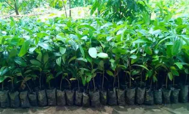 Budidaya Tanaman Kayu Manis: Prospek Bisnis