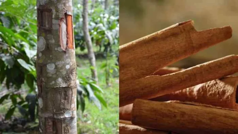 Budidaya Tanaman Kayu Manis: Prospek Bisnis