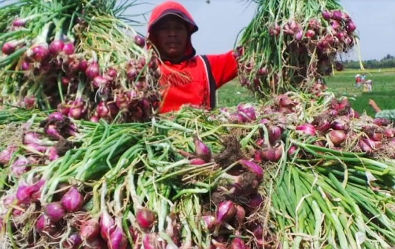 Budidaya Tanaman Sereh: Potensi Bisnis