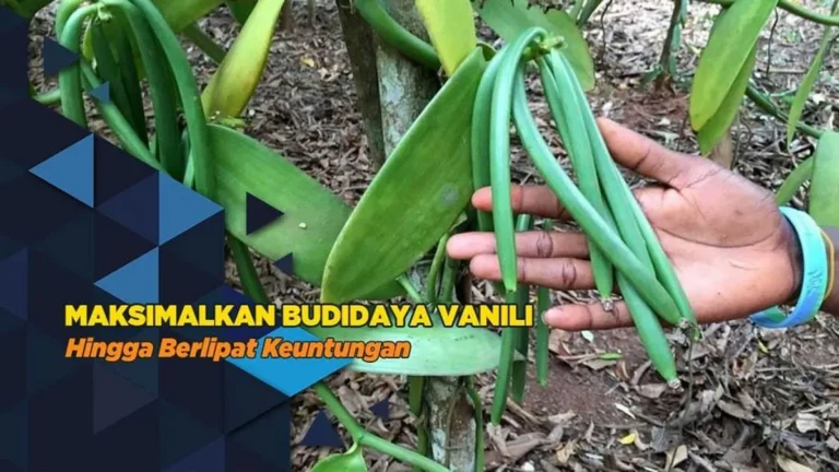 Budidaya Tanaman Vanili: Peluang Bisnis