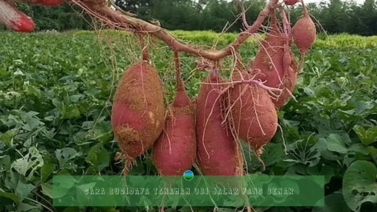 Budidaya Ubi Jalar Awal