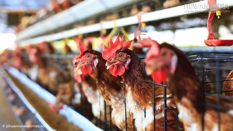 Cara Beternak Ayam Kampung Petelur