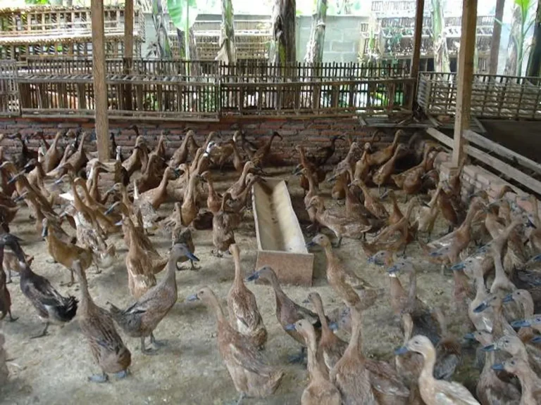 Cara Beternak Bebek Petelur