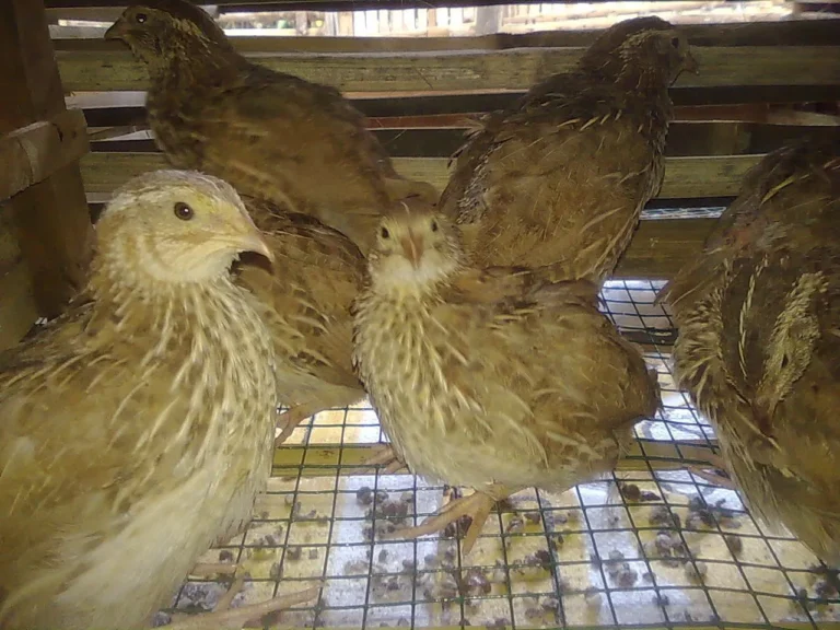 Cara Beternak Burung Puyuh