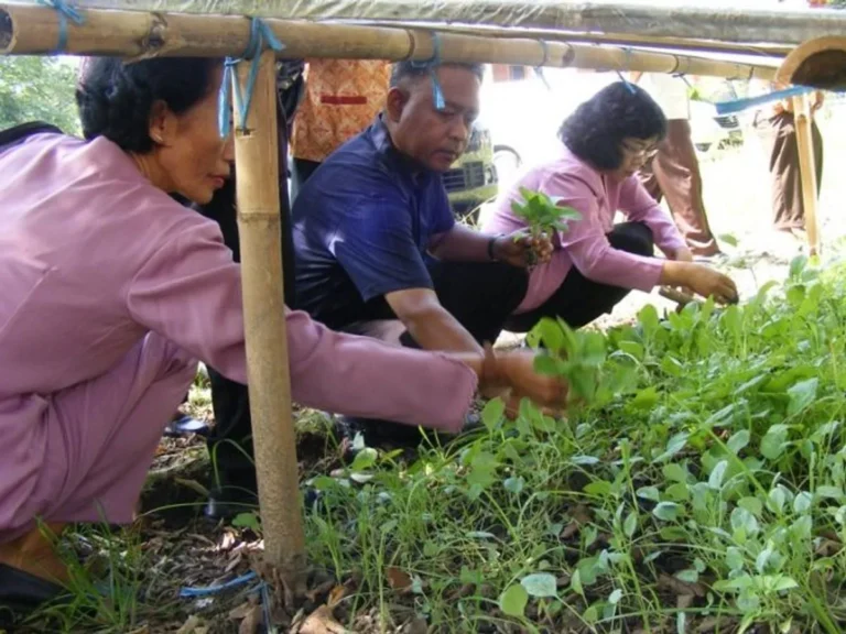 Cara Praktis dalam Menerapkan Tanaman Penutup Tanah