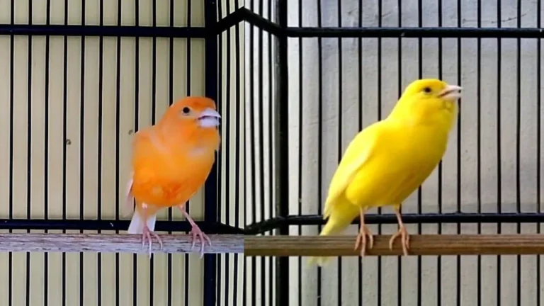 Cara Ternak Burung Kenari