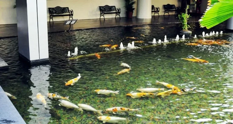 Cara Ternak Ikan Koi