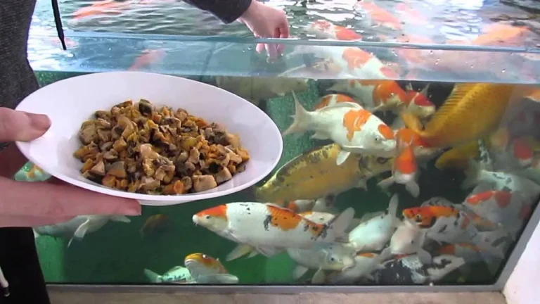 Cara Ternak Ikan Koi yang Sukses