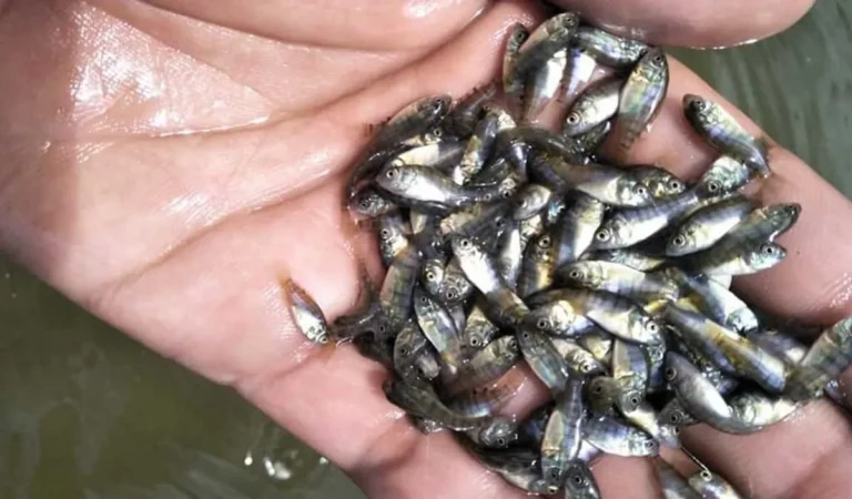Cara Ternak Ikan Zebra
