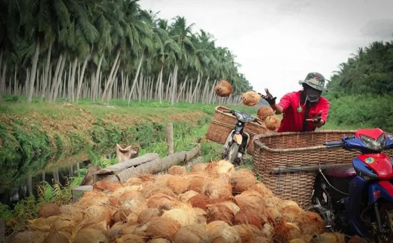 Dampak Sosial dan Lingkungan Agribisnis Kelapa