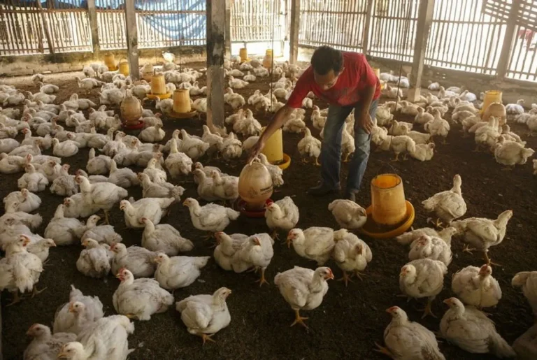 Distribusi Efisien Produk Peternakan Daging Ayam