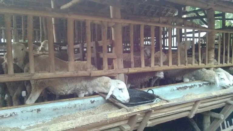 Esensi Cara Beternak Kambing