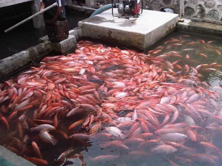 Etika dan Keberlanjutan dalam Peternakan Ikan Nila Merah