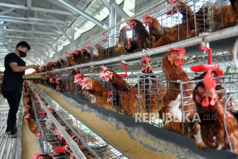 Etika dan Kebijakan dalam Bisnis Peternakan Ayam Serati