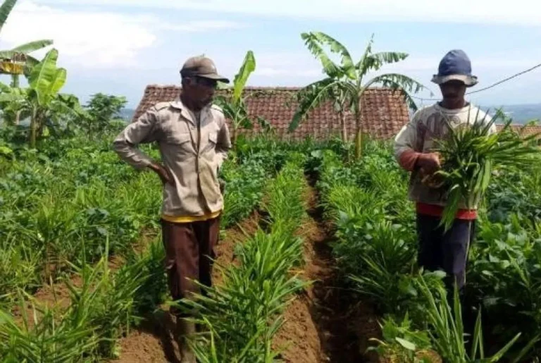 Fokus: Budidaya Tanaman Jahe Merah