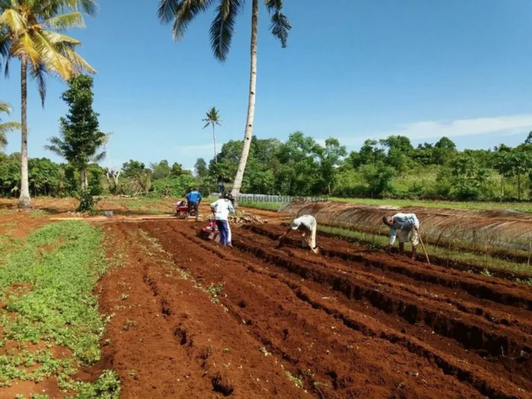 Inovasi dalam Budidaya Tanaman Hortikultura