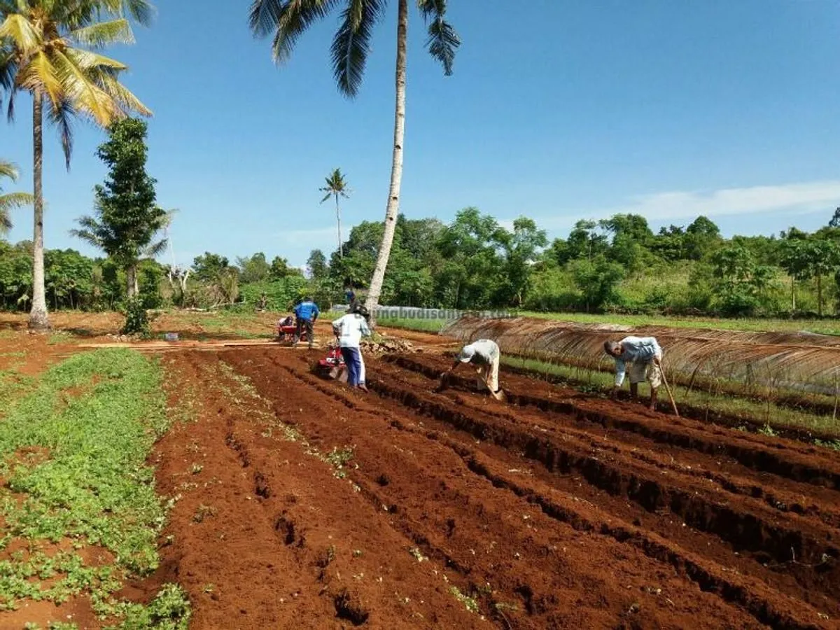 Inovasi dalam Budidaya Tanaman Hortikultura